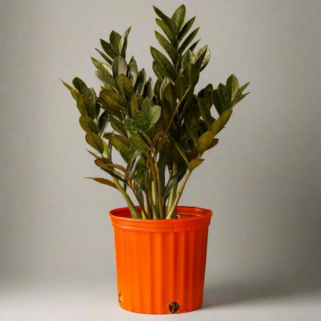 Eds Plant Shop Raven ZZ Plant Plant 10In Nursery Pot