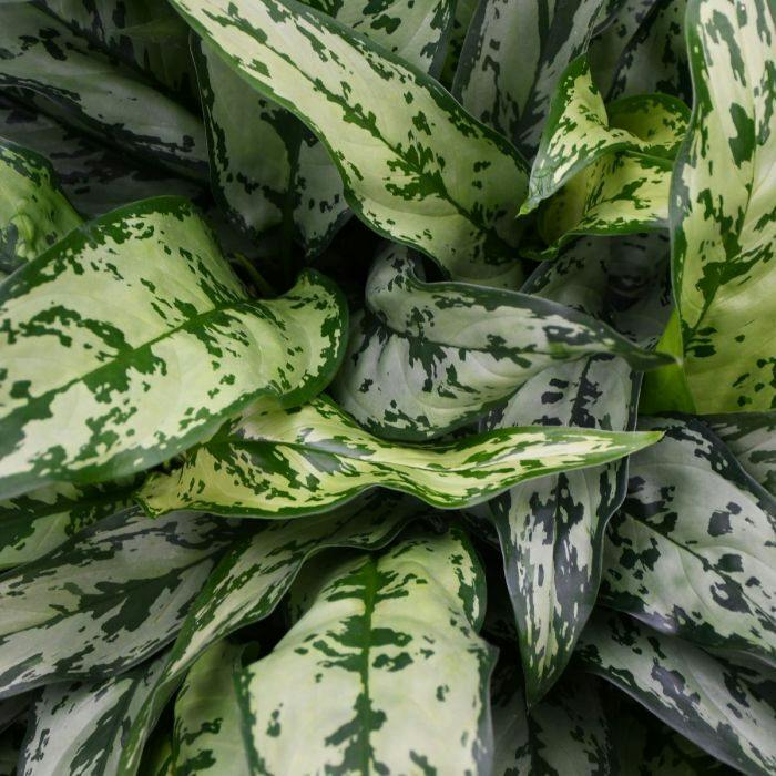 Eds Plant Shop Aglaonema ‘Romeo’ – Chinese Evergreen Houseplant Plant 4In Nursery Pot at Flower Daddy Dispensary