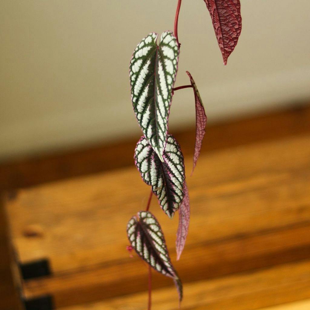 Eds Plant Shop Cissus discolor ‘Rex Begonia Vine’ Hanging Basket Plant 4.5In Hanging Basket