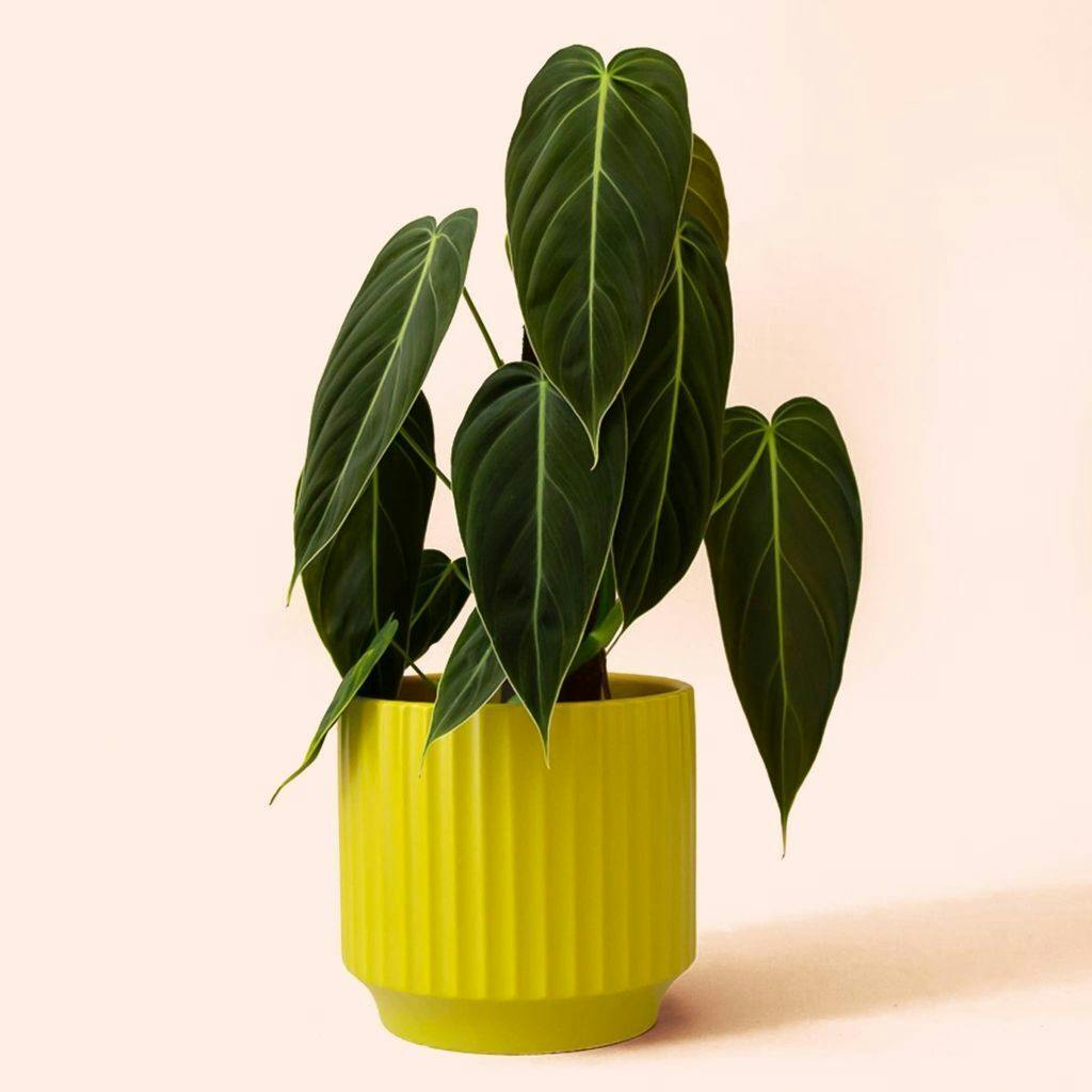 Eds Plant Shop Monroe Planter | Palm Speckle Plant 6.75In Nursery Pot