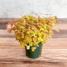 Eds Plant Shop Oxalis Gold Plant 4.5In Nursery Pot at Flower Daddy Dispensary