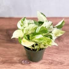 Eds Plant Shop Epipremnum aureum ‘Manjula’ Pothos Plant 6In Hanging Basket