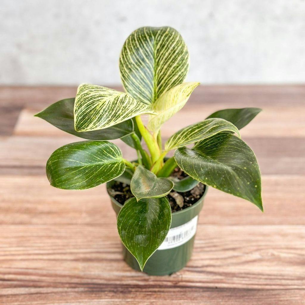 Eds Plant Shop Philodendron 'Birkin' - White Wave Plant 4In Nursery Pot at Flower Daddy Dispensary