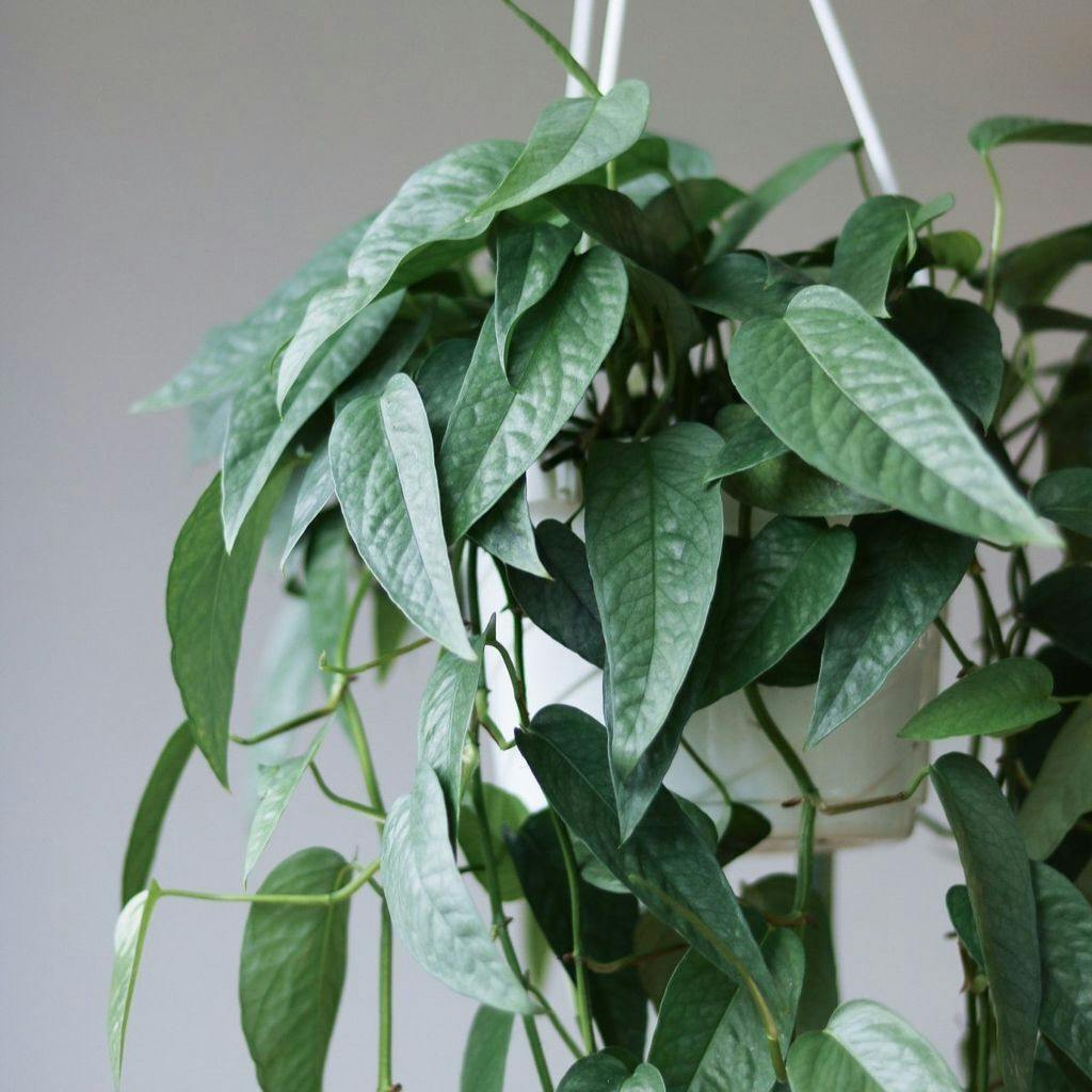 Eds Plant Shop Epipremnum Pinnatum 'Cebu Blue' Pothos Plant 4.5In Hanging Basket