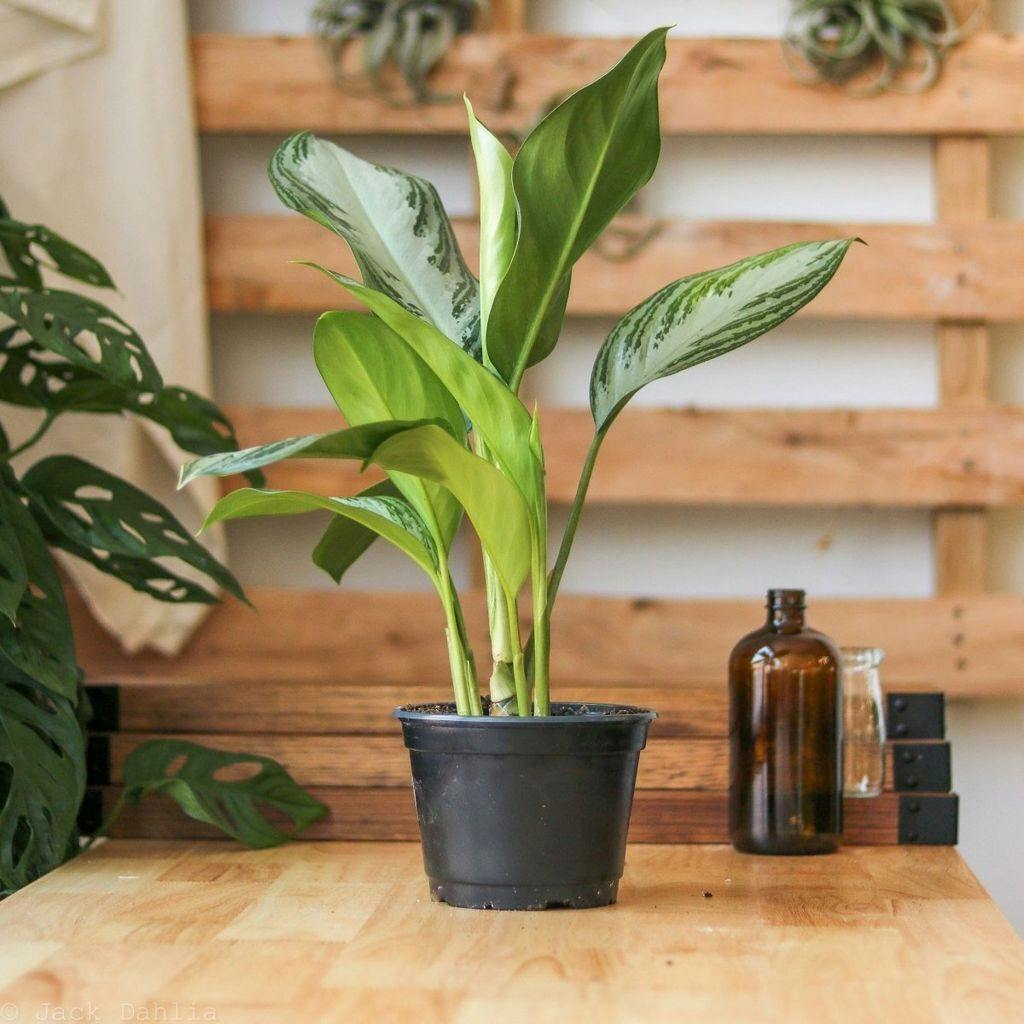 Eds Plant Shop Aglaonema Commutatum 'Silver Bay' Chinese Evergree Plant 4In Nursery Pot at Flower Daddy Dispensary