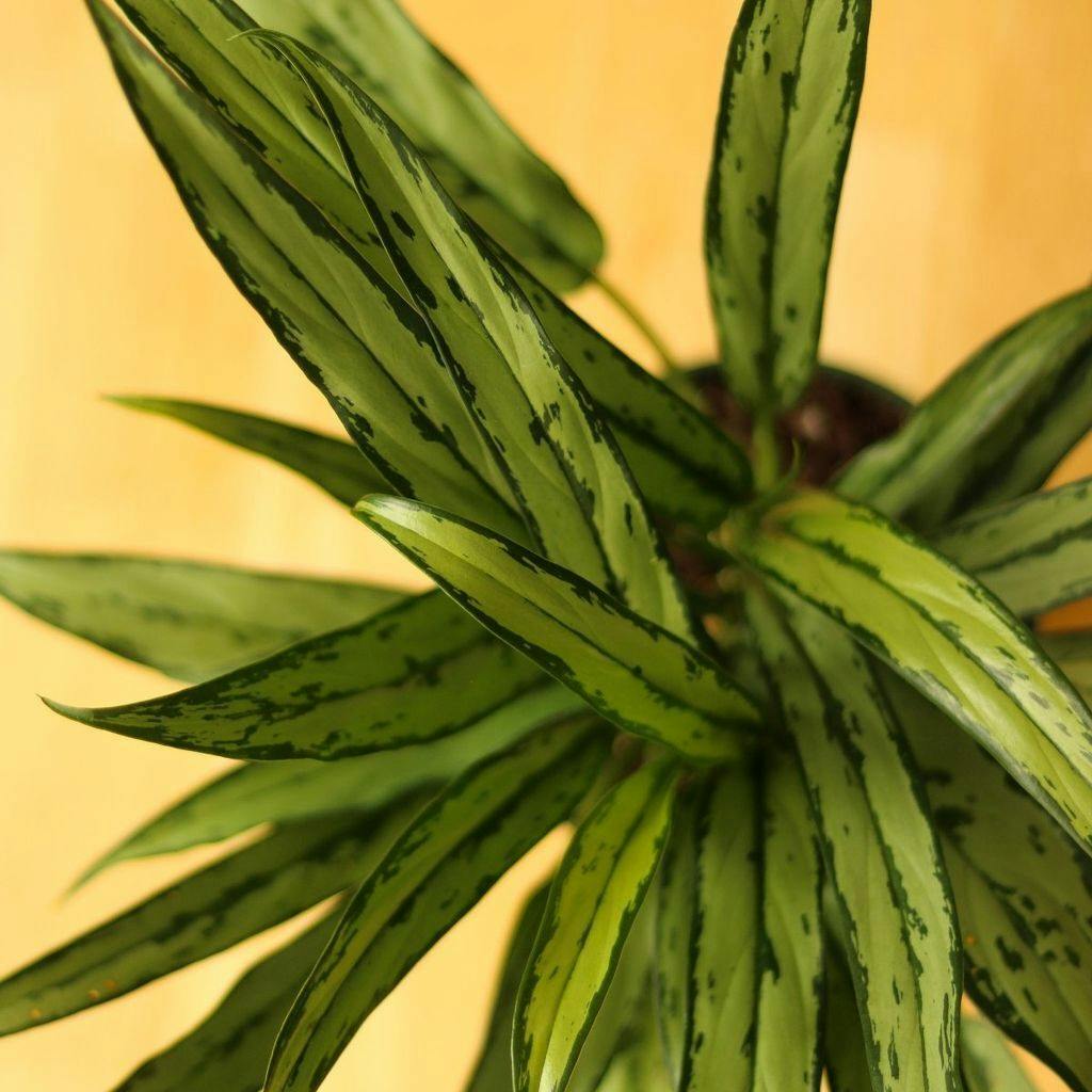 Eds Plant Shop Aglaonema Cutlass 4in Nursery