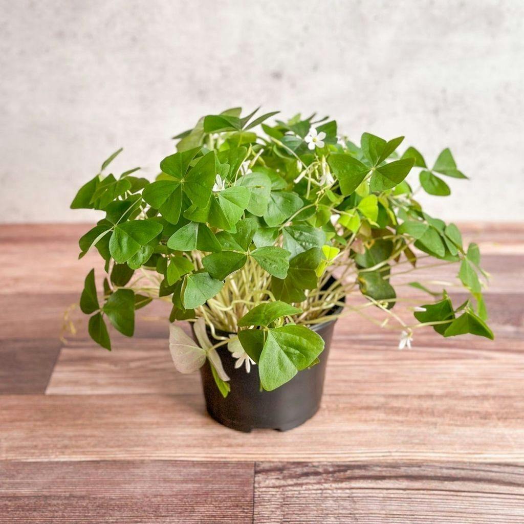 Eds Plant Shop Oxalis regnellii – False Shamrock Plant 4In Nursery Pot at Flower Daddy Dispensary