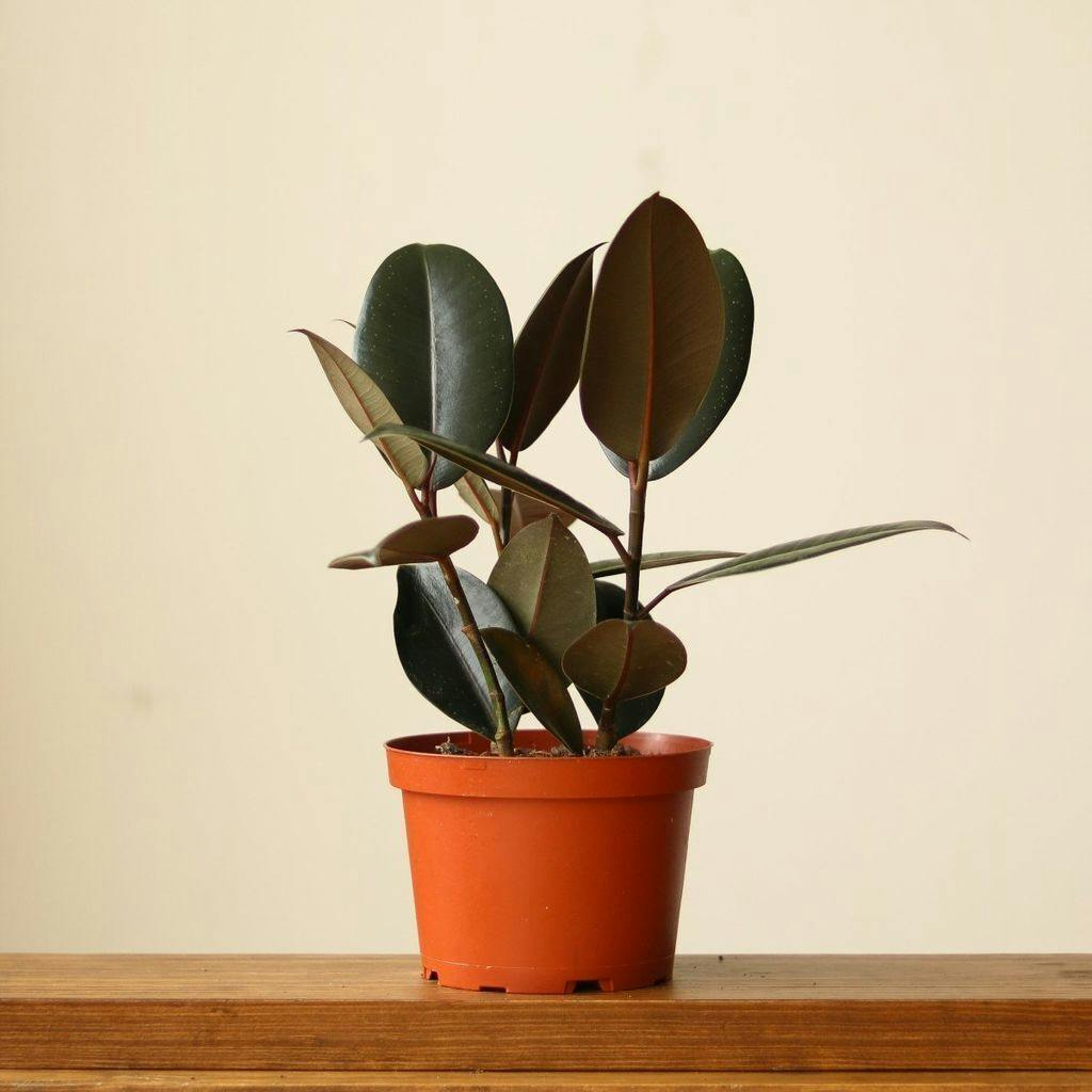 Eds Plant Shop Ficus 'Burgundy' Rubber Plant Plant 6In Nursery Pot