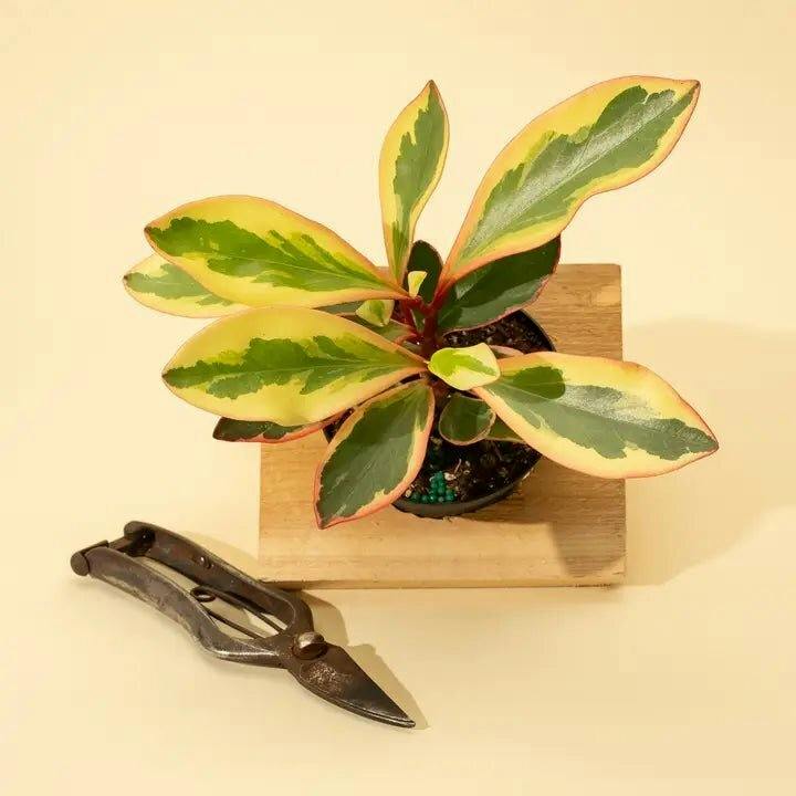 Eds Plant Shop Peperomia clusiifolia 'Ginny' - Tricolor Peperomia Plant 4In Nursery Pot at Flower Daddy Dispensary