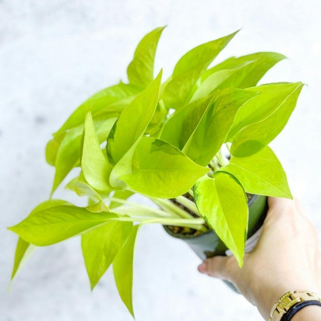 Eds Plant Shop Epipremnum Aureum 'Neon' Pothos Plant 4In Nursery Pot at Flower Daddy Dispensary