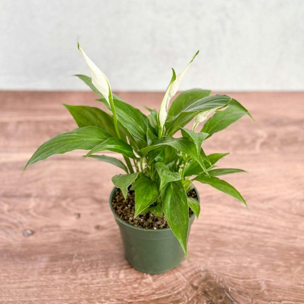 Eds Plant Shop Spathiphyllum 'Peace Lily' Plant 4In Nursery Pot at Flower Daddy Dispensary