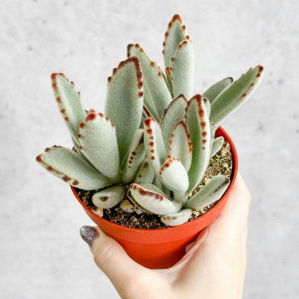 Eds Plant Shop Kalanchoe tomentosa ‘Panda’ - Panda Plant Plant 4In Nursery Pot at Flower Daddy Dispensary
