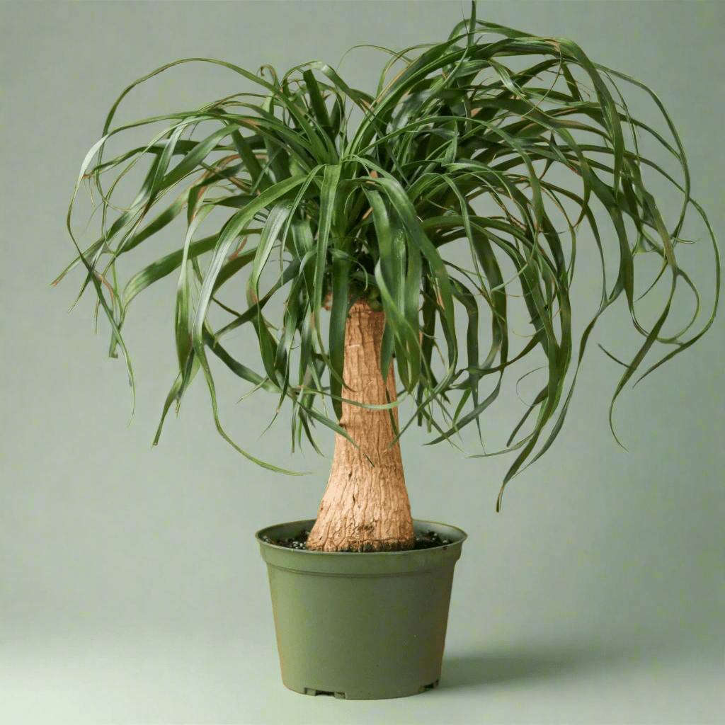 Eds Plant Shop Beaucarnea recurvata 'Ponytail Palm' Plant 6In Nursery Pot