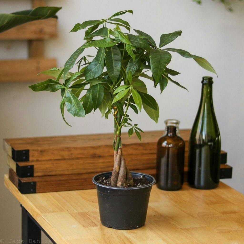 Eds Plant Shop Pachira Aquatica 'Money Tree' 4In Nursery Pot