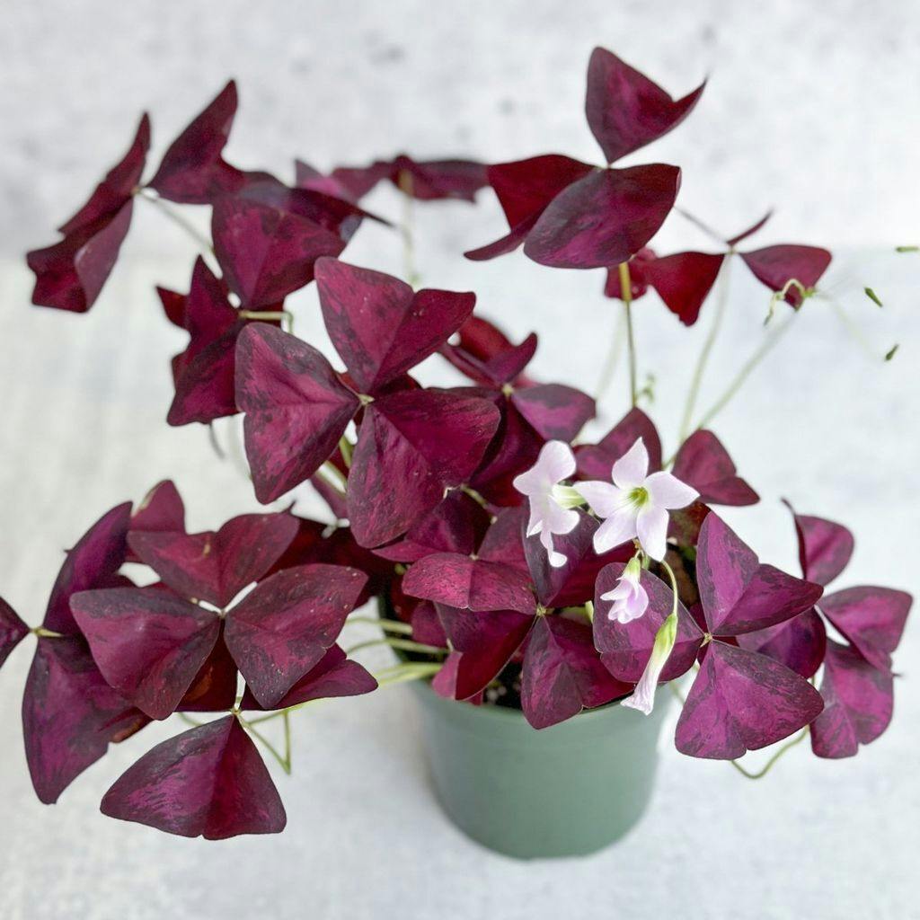 Eds Plant Shop Oxalis Purple Plant 6in Nursery Pot