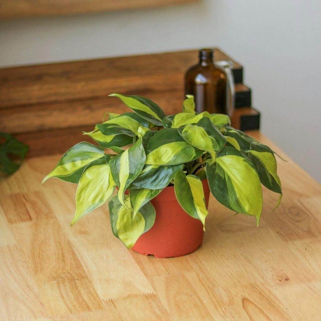 Eds Plant Shop Philodendron hederaceum ‘Brasil’ Plant 6In Nursery Pot