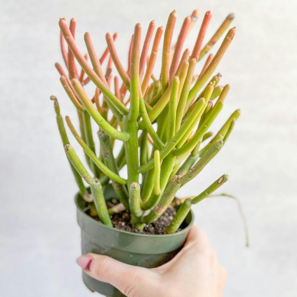 Eds Plant Shop Euphorbia tirucalli - Firestick Cactus - Red Blaze Plant 6In Nursery Pot