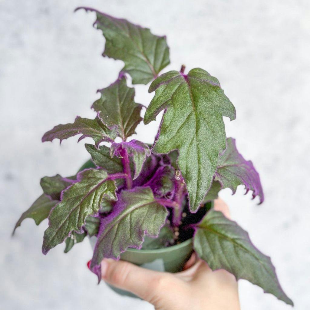 Eds Plant Shop Gynura Aurantiaca 'Purple Passion' Plant 4In Nursery Pot at Flower Daddy Dispensary