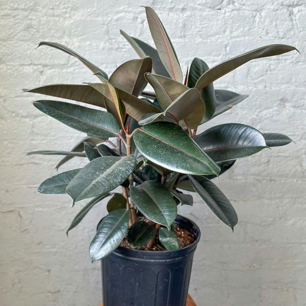 Eds Plant Shop Ficus 'Burgundy' Rubber Plant Plant 8In Nursery Pot