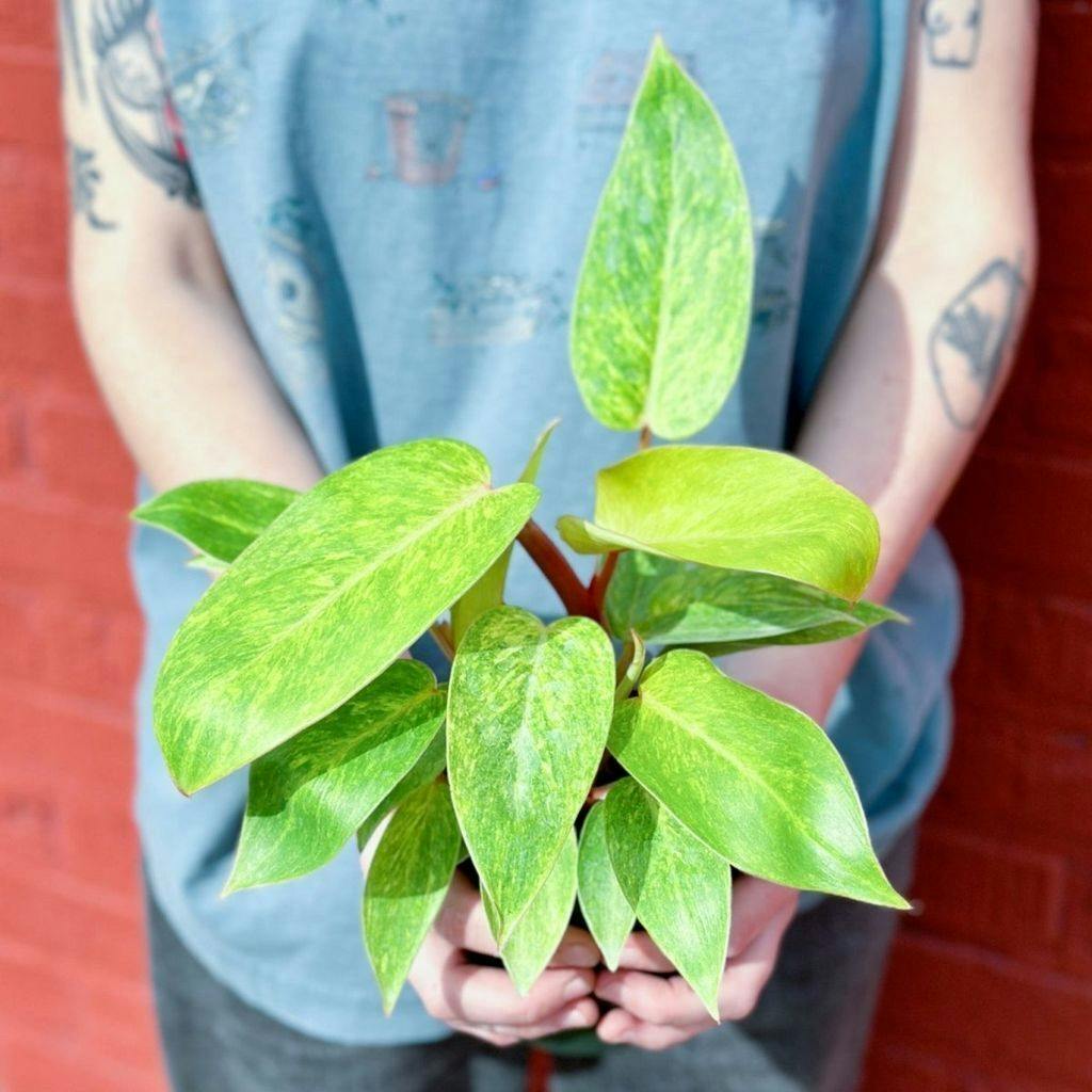 Eds Plant Shop Philodendron erubescens ‘Painted Lady’ – Variegated Houseplant Plant 4In Nursery Pot