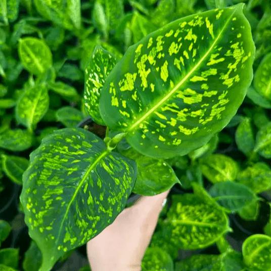 Eds Plant Shop Dieffenbachia ‘Reflector’ – Reflector Dumb Cane 4In Nursery Pot at Flower Daddy Dispensary