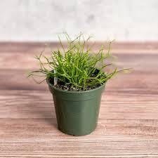 Eds Plant Shop Rhipsalis burchellii - Mistletoe Cactus Plant 4.5-Inch Hanging Basket