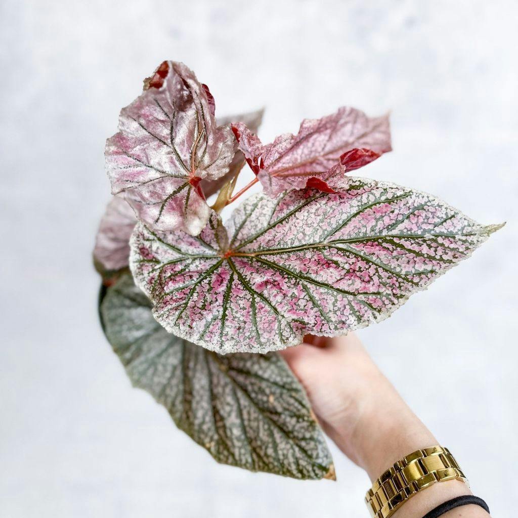 Eds Plant Shop Begonia 'Miss Mummy' - Miss Mummy Begonia Plant 4In Nursery Pot
