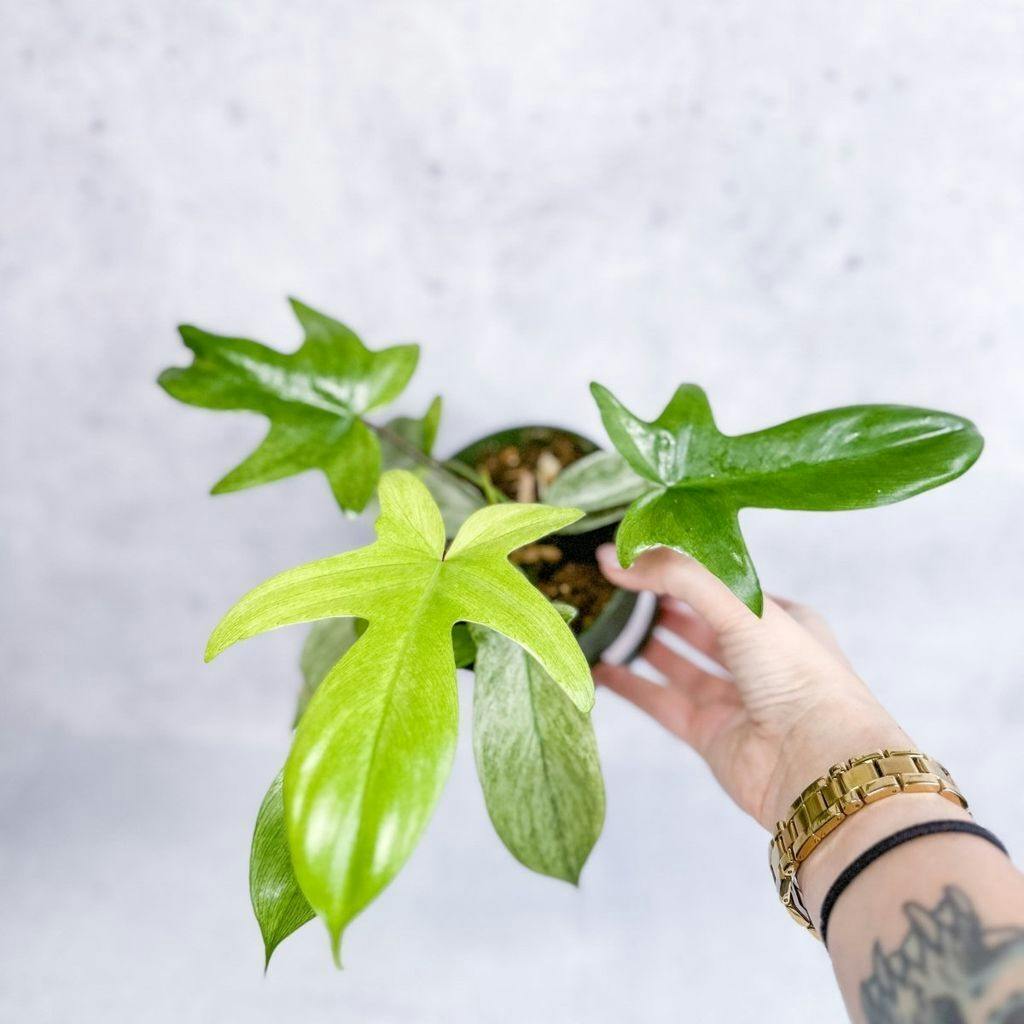 Eds Plant Shop Philodendron ‘Florida Ghost' 4-Inch Nursery Pot