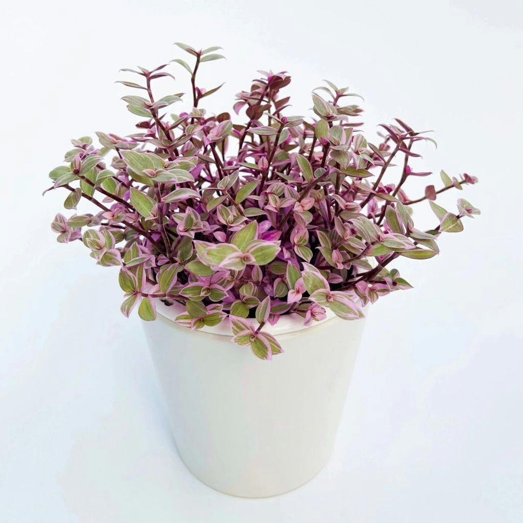 Eds Plant Shop Callisia repens ‘Pink Passion’ – Pink Passion Turtle Vine Plant 3In Nursery Pot at Flower Daddy Dispensary