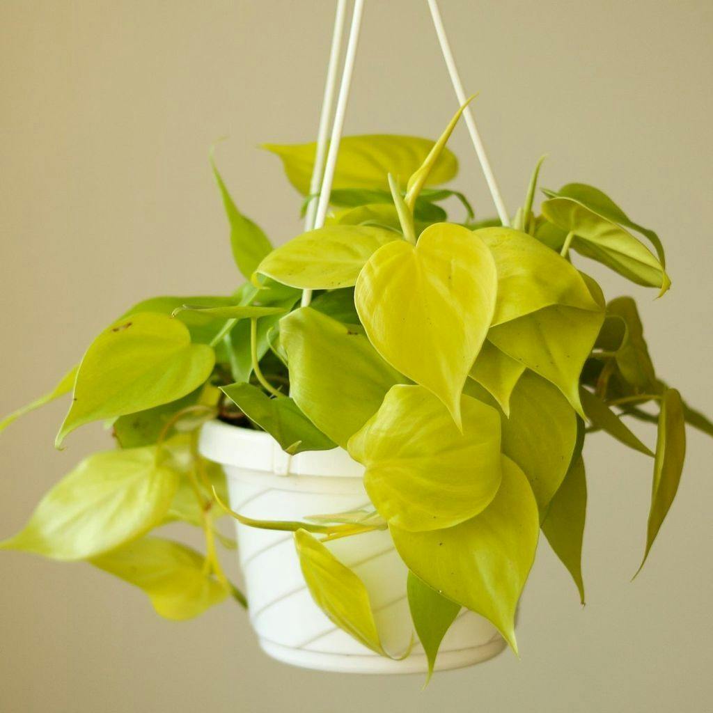 Eds Plant Shop Philodendron Heartleaf 'Lemon Lime' Plant 4.5 In Hanging Basket