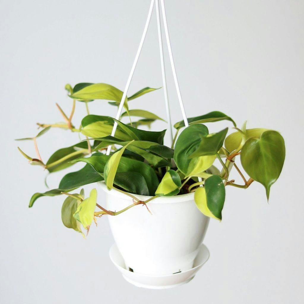 Eds Plant Shop Philodendron hederaceum ‘Brasil’ Plant 4.5 In Hanging Basket