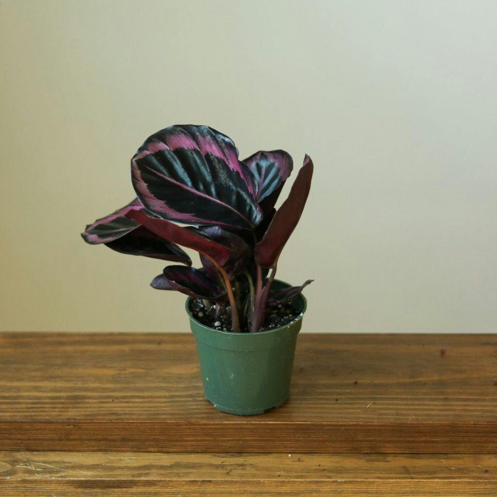 Eds Plant Shop Calathea Roseopicta 'Dottie' - Drama Queen Plant 4In Nursery Pot at Flower Daddy Dispensary