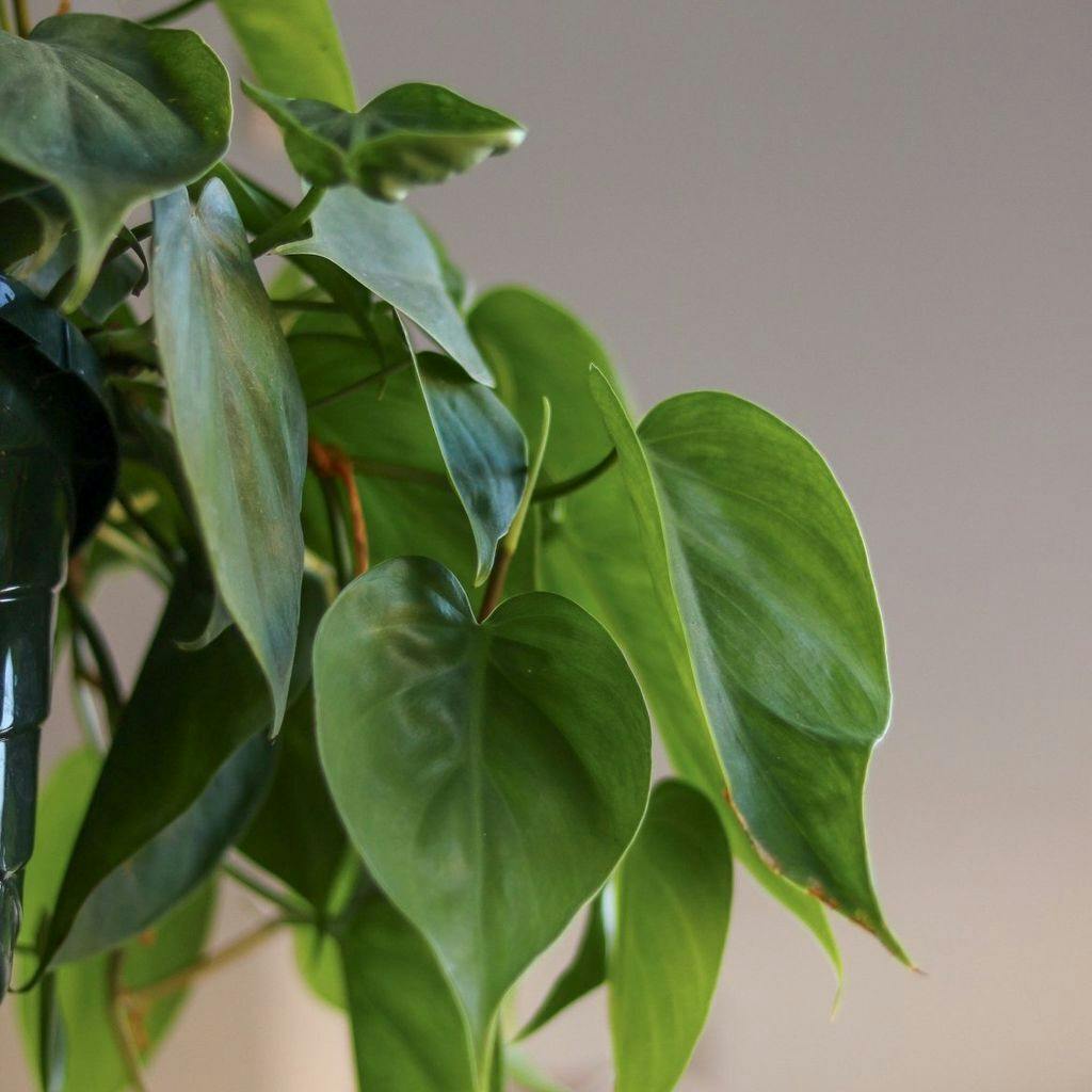 Eds Plant Shop Philodendron hederaceum (Heartleaf Philodendron) Plant 4 In Nursery Pot at Flower Daddy Dispensary