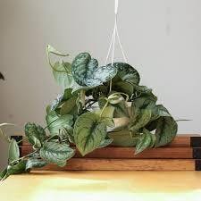 Eds Plant Shop Scindapsus Pictus Exotica Plant 6 Inch Nursery Pot