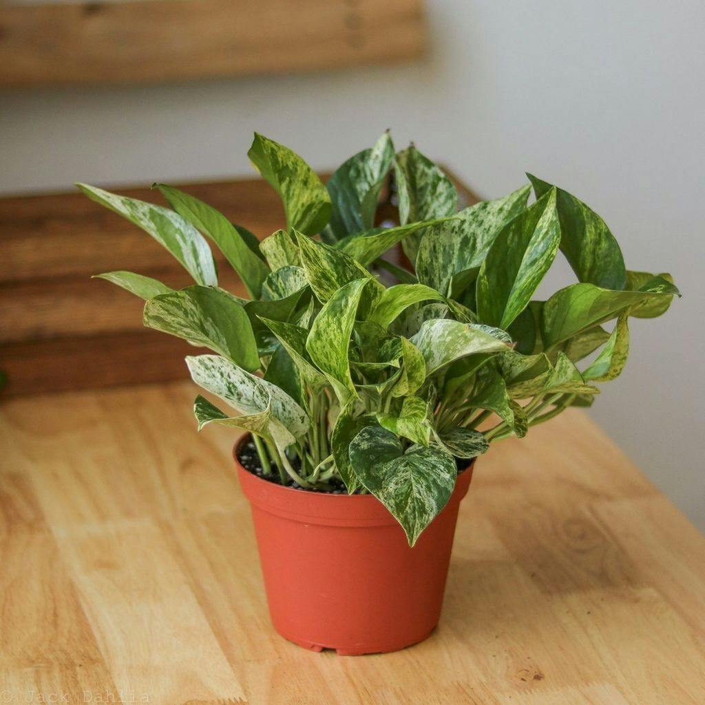 Eds Plant Shop Epipremnum Aureum 'Marble Queen' Pothos Plant 6 Inch Hanging Basket