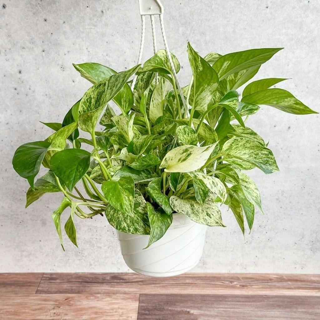 Eds Plant Shop Epipremnum Aureum 'Marble Queen' Pothos Plant 4.5 Inch Hanging Basket