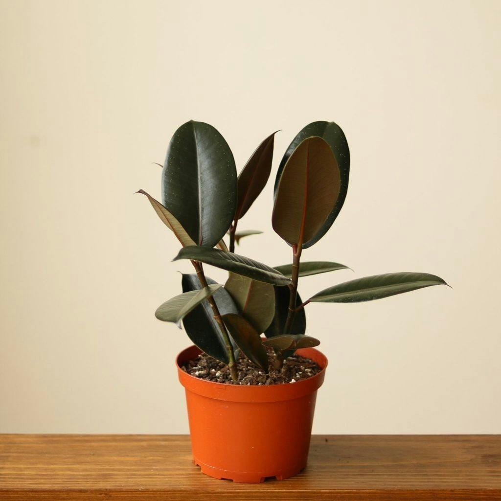 Eds Plant Shop Ficus 'Burgundy' Rubber Plant Plant 4 Inch Nursery Pot at Flower Daddy Dispensary