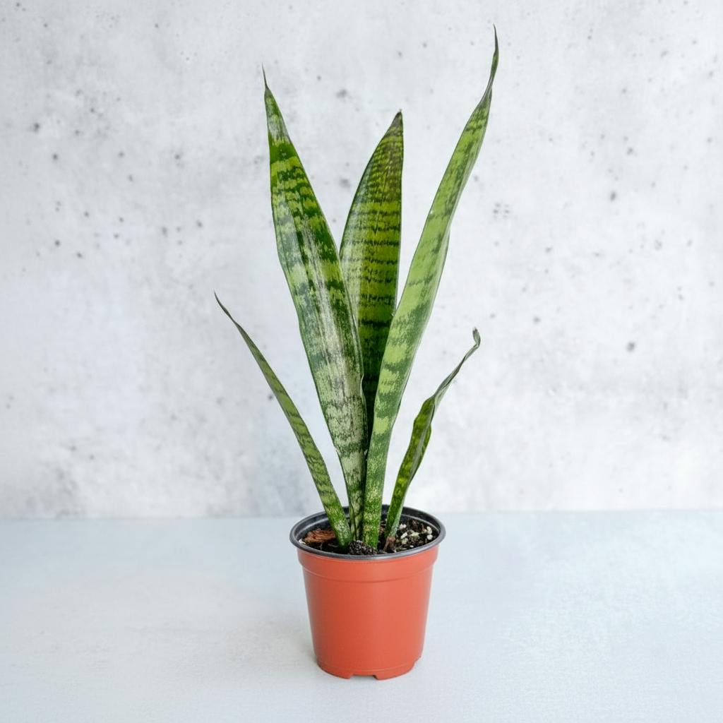 Eds Plant Shop Sansevieria zeylanica 'Bowstring Hemp' – Snake Plant Plant 4 Inch Nursery Pot
