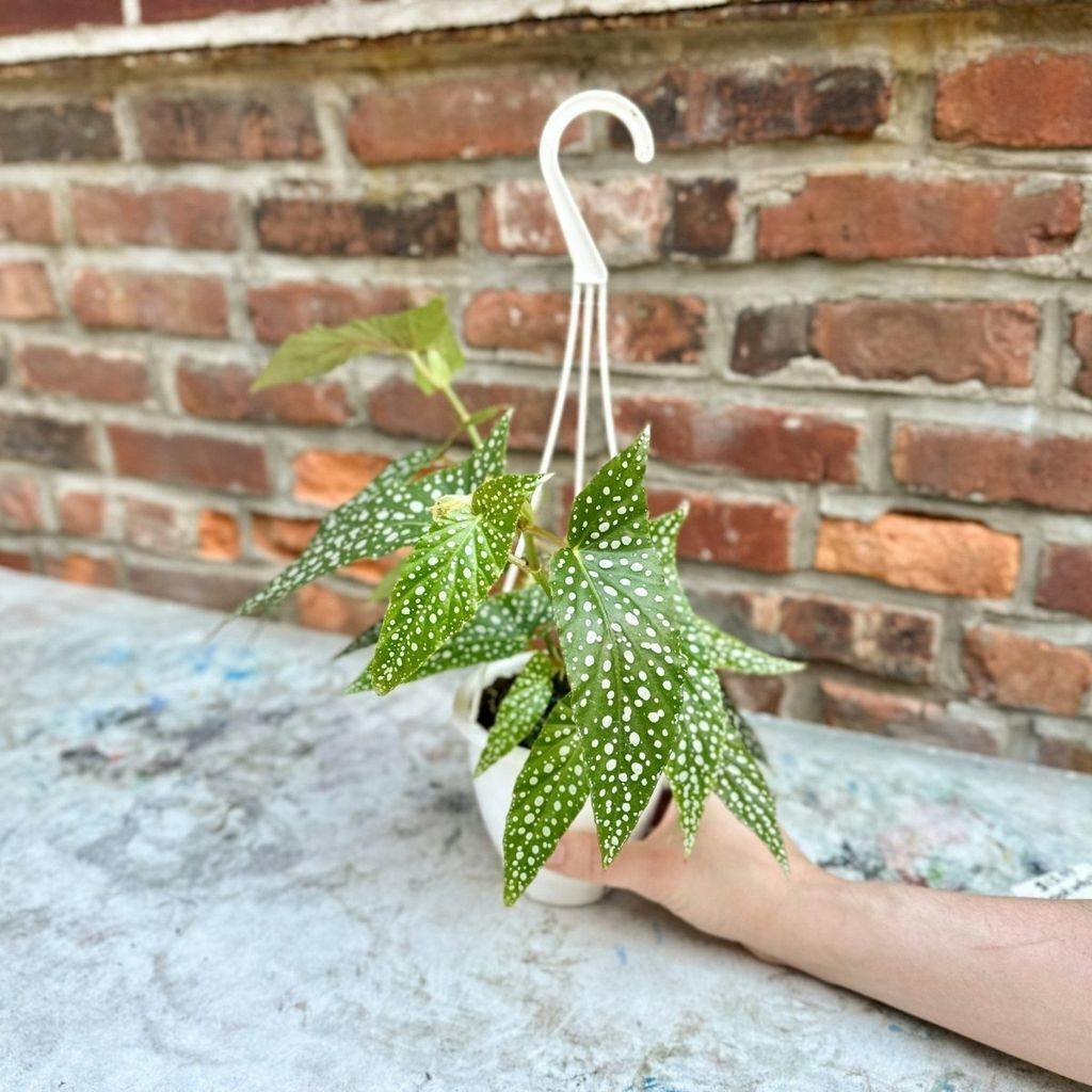 Eds Plant Shop Begonia x semperflorens 'White Ice' Plant 4.5 Inch Hanging Basket
