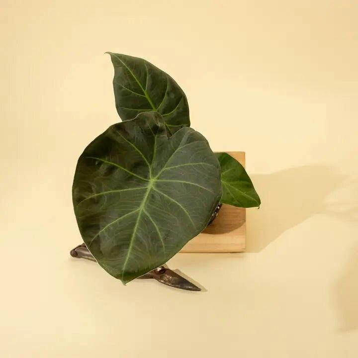 Eds Plant Shop Alocasia x ‘Regal Shield’ - Regal Shield Alocasia Plant 4" Nursery Pot at Flower Daddy Dispensary