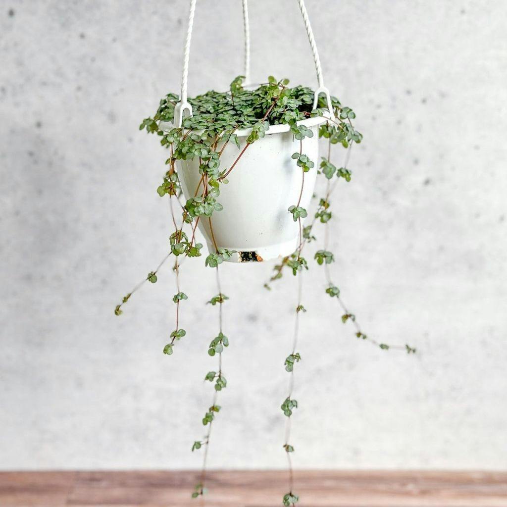 Eds Plant Shop Pilea glauca 'Aqua' Silver Sparkle Hanging Basket Plant 4.5 Inch Hanging Basket