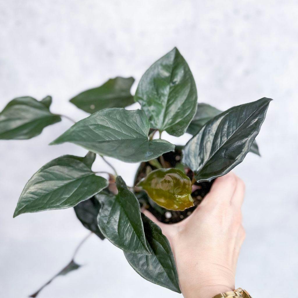 Eds Plant Shop Syngonium erythrophyllum "Llano-Carti Road" Plant 4 Inch Nursery Pot