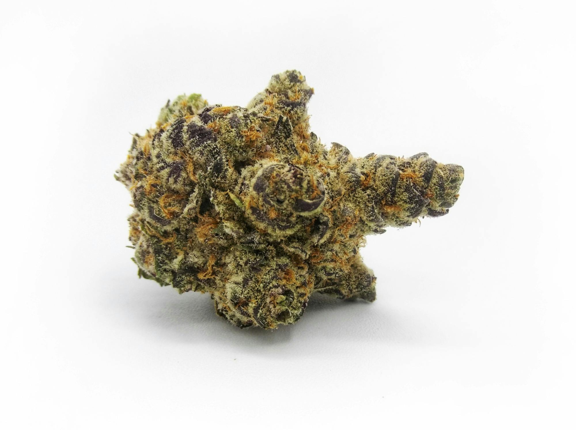 Gmo x Mai Tai