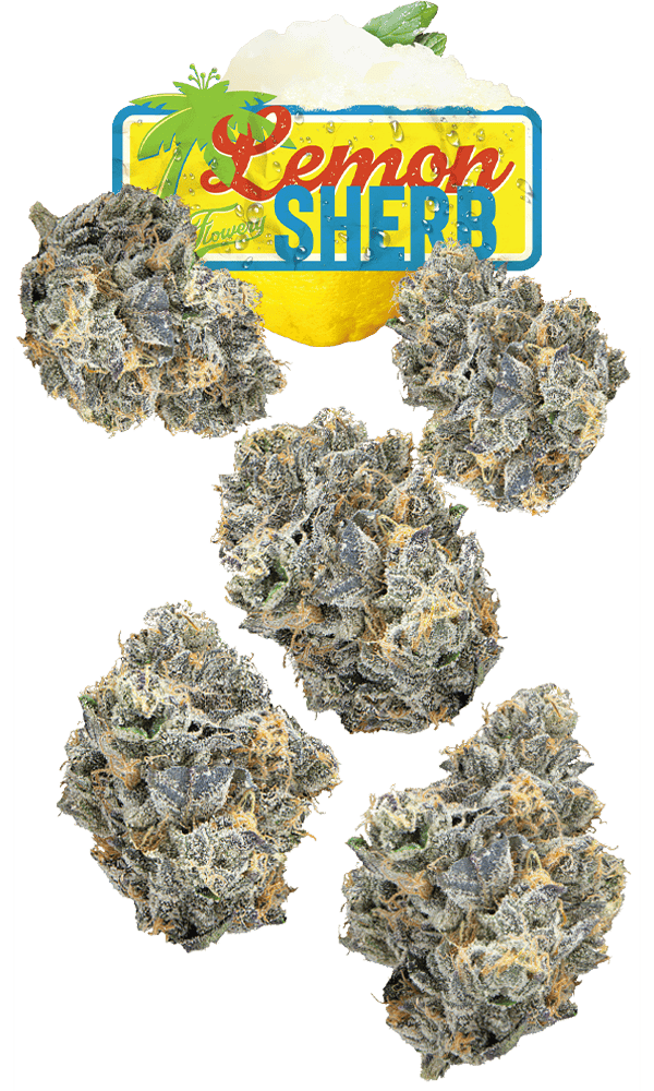 Lemon Sherb 7g Juniors