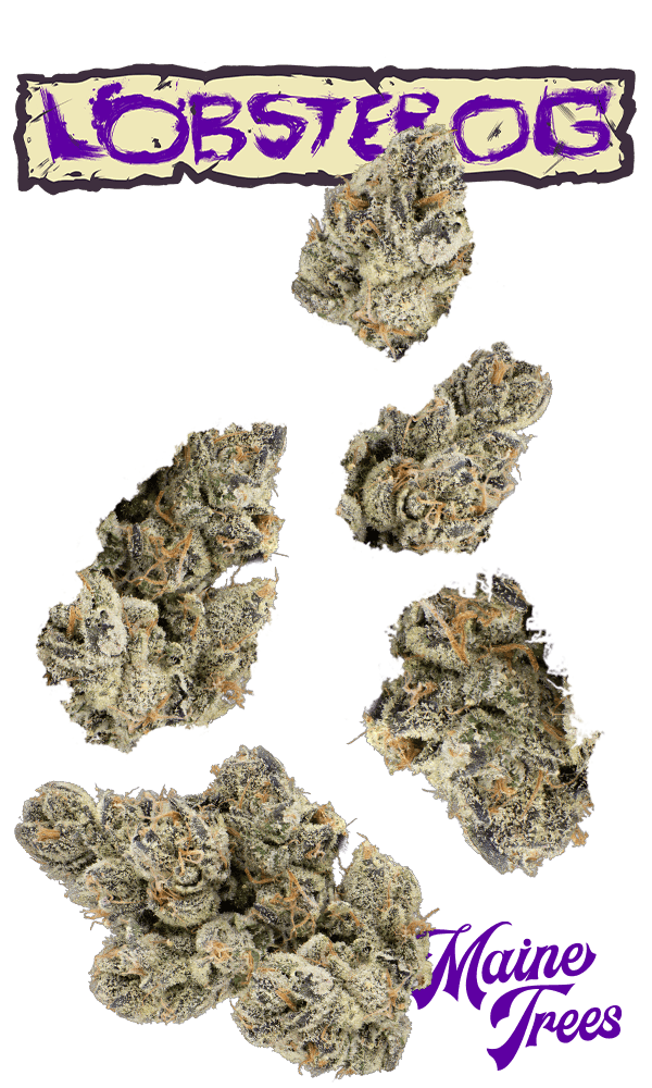 Lobster OG 7g Juniors
