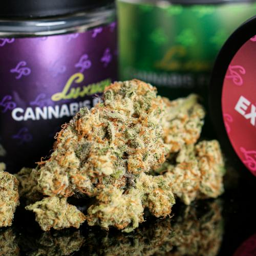 LP Exotics Amnesia Lemon (S) Flower