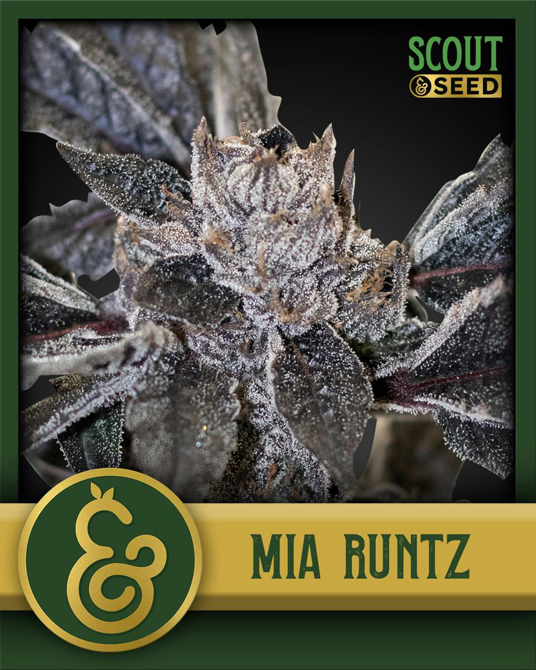 B Buds 7g | Scout & Seed MIA Runtz