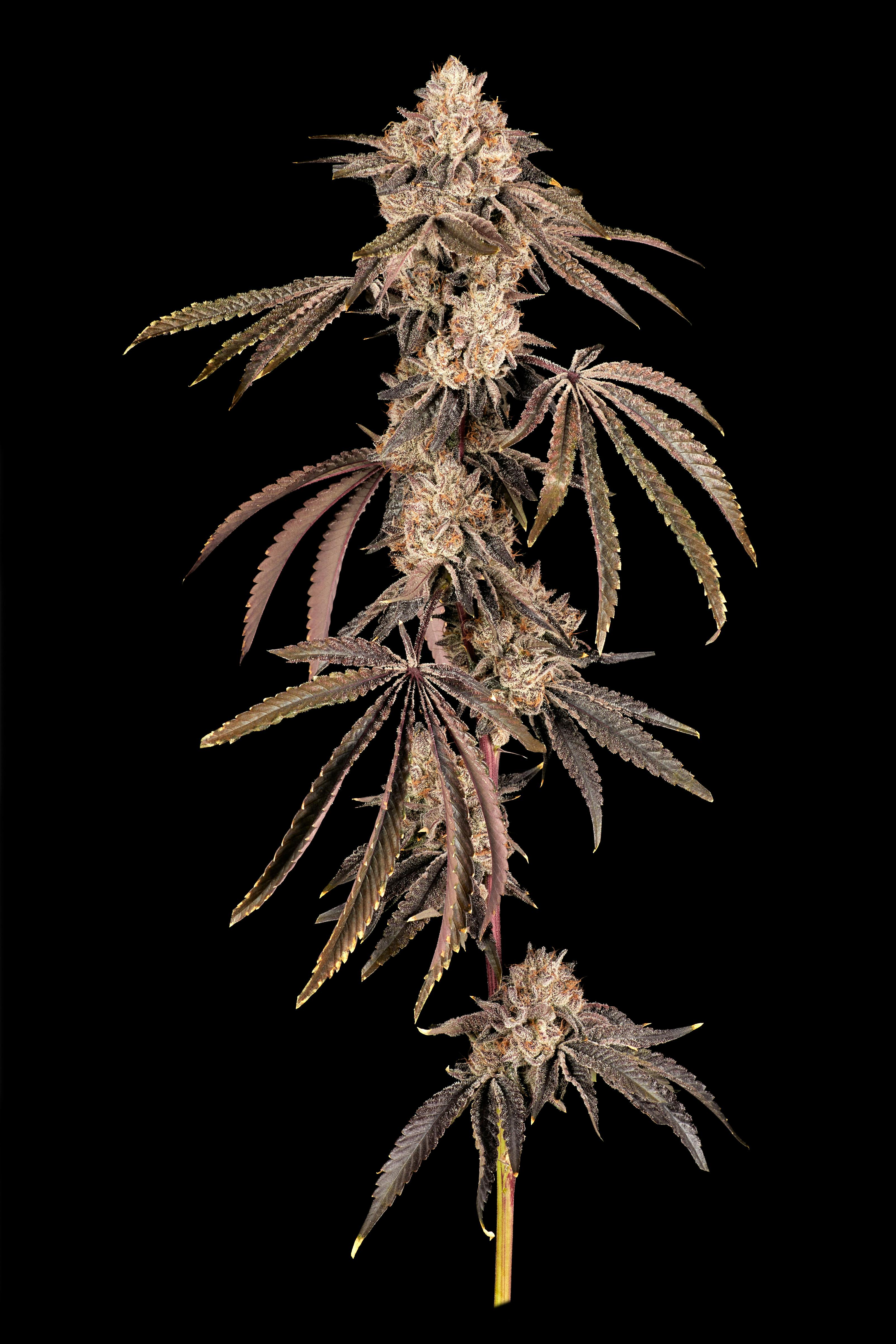 Popcorn 14g | Local Cannabis Co Wifi #3