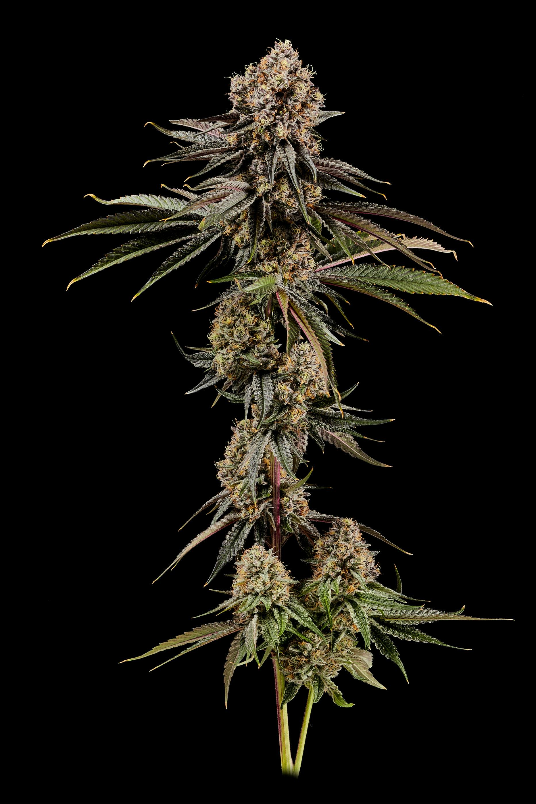 3.5g | Local Cannabis Co. Sherbhead