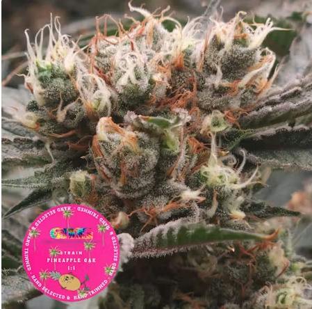 Pineapple GAK 1:1 CBD:THC cannabis product